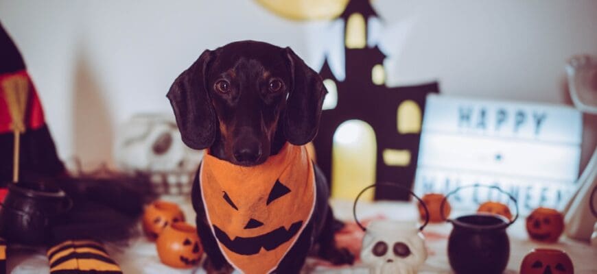 Black,Dacshund,Dog,In,Halloween,Theme,Dressed,As,Pumpkin,And